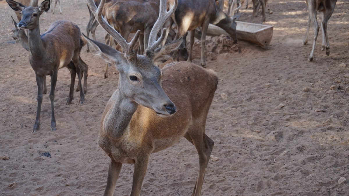 Sierra de Cazorla - Ciervo - Fauna